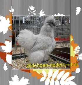 parelgrijs gebaard hennetje